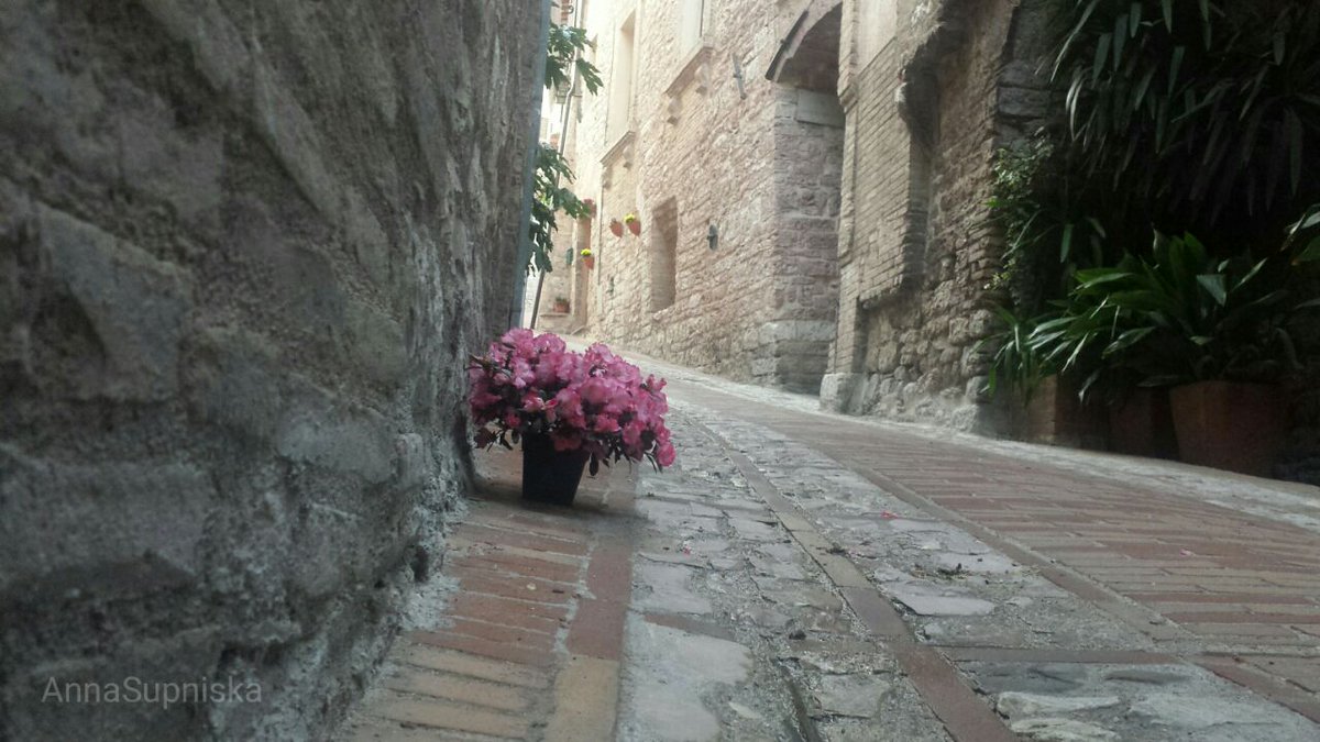 FlowerSpello's tweet photo. Vivere immersi nel bello.questi spellani @umbriainvespa @MTVUmbria @FloraetDecora @TVGarden @lelelatta @Agenzia_Ansa https://t.co/EzkSZmORdh