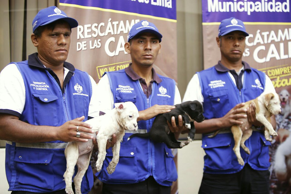 MuniLima's tweet photo. #MML inició campaña #RescátameDeLasCalles contra venta ilegal de mascotas. Perros rescatados se darán en adopción. https://t.co/fqMYjOlLqD
