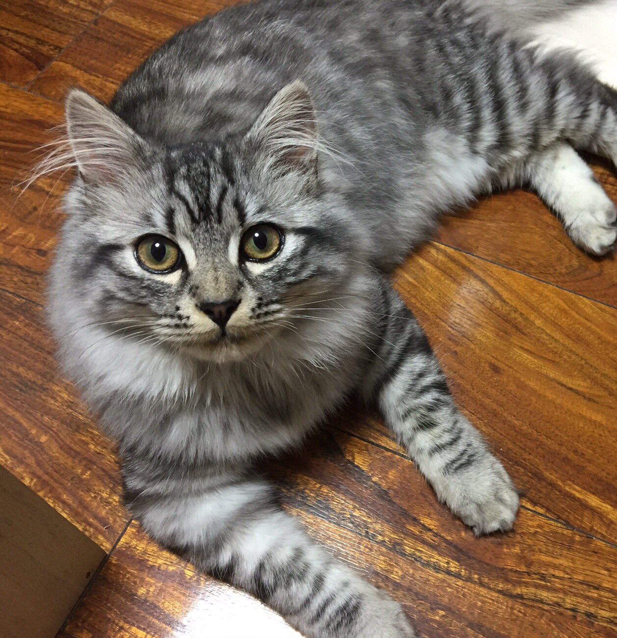 猫お見合い Twitter Search Twitter