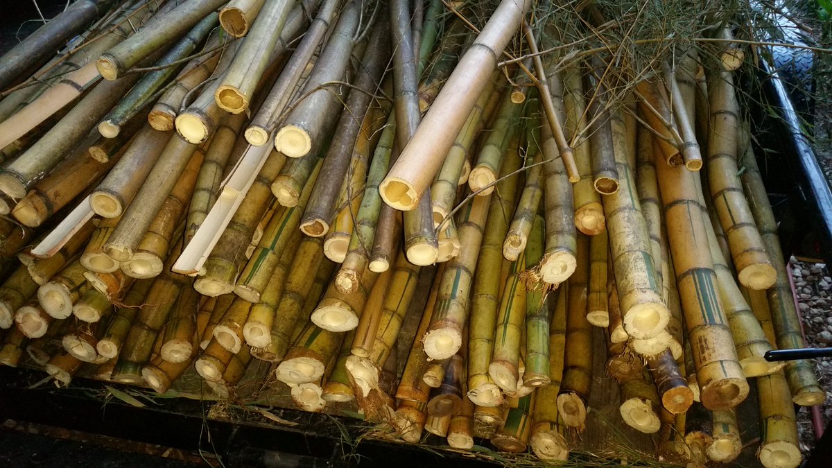Charlotte Bamboo (BambooCharlotte) Twitter