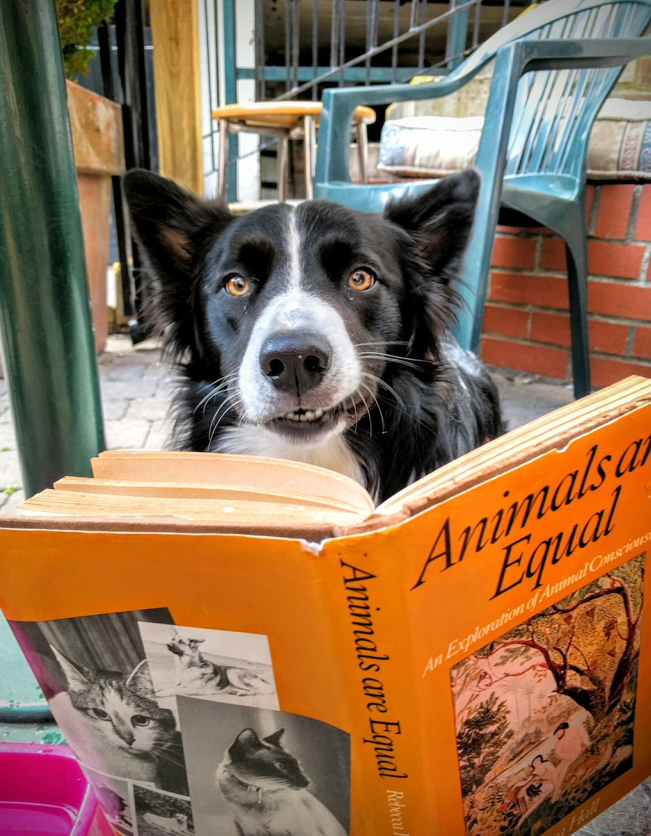 DrDsScienceDays's tweet image. "@IamShepherdicus: I read too. #BookWorm https://t.co/QjkjTT9ABl" My dog is sooo clever! #psychology #animal #science