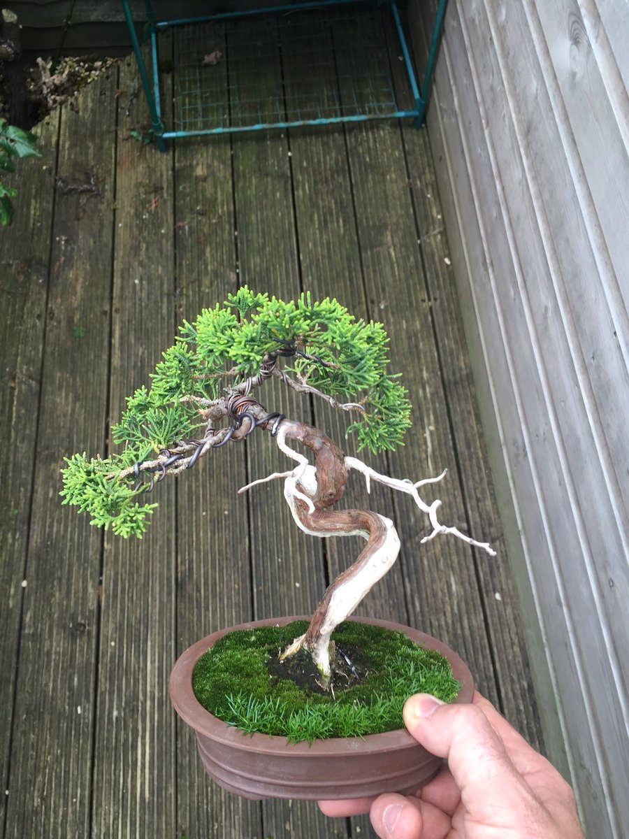 Sweet little Juniper coming along nicely