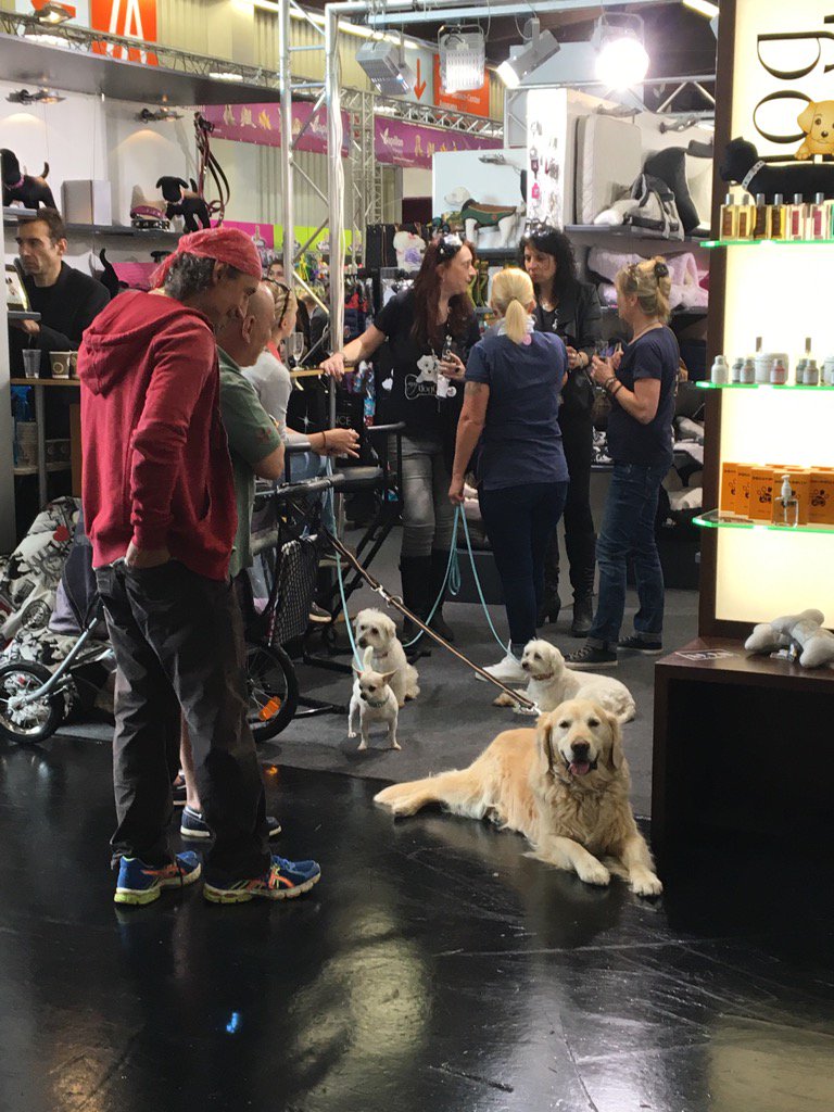 alturoxiox's tweet photo. More beautiful #dogs of #interzoo2016 https://t.co/FoL1ZUk0Vd