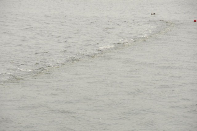 dmoRowing's tweet photo. Met bellenbaan de golven de baas. Zie foto. https://t.co/grzj3HtVJr