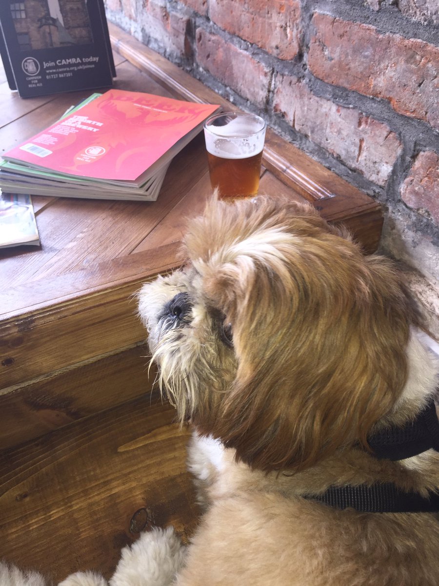 Had a luffly drink in <a href="/OldknowBar/">The Samuel Oldknow</a> today after walkies. Got to watch the world go by in the window. <a href="/dugsNpubs/">dugsNpubs</a> #ZSHQ