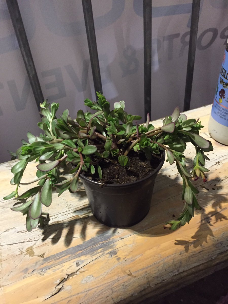 Jonny94Davies's tweet photo. I won a plant!!!! Also got the Olympic QT 😊 13.23. Over the moon! https://t.co/g01gryphn5