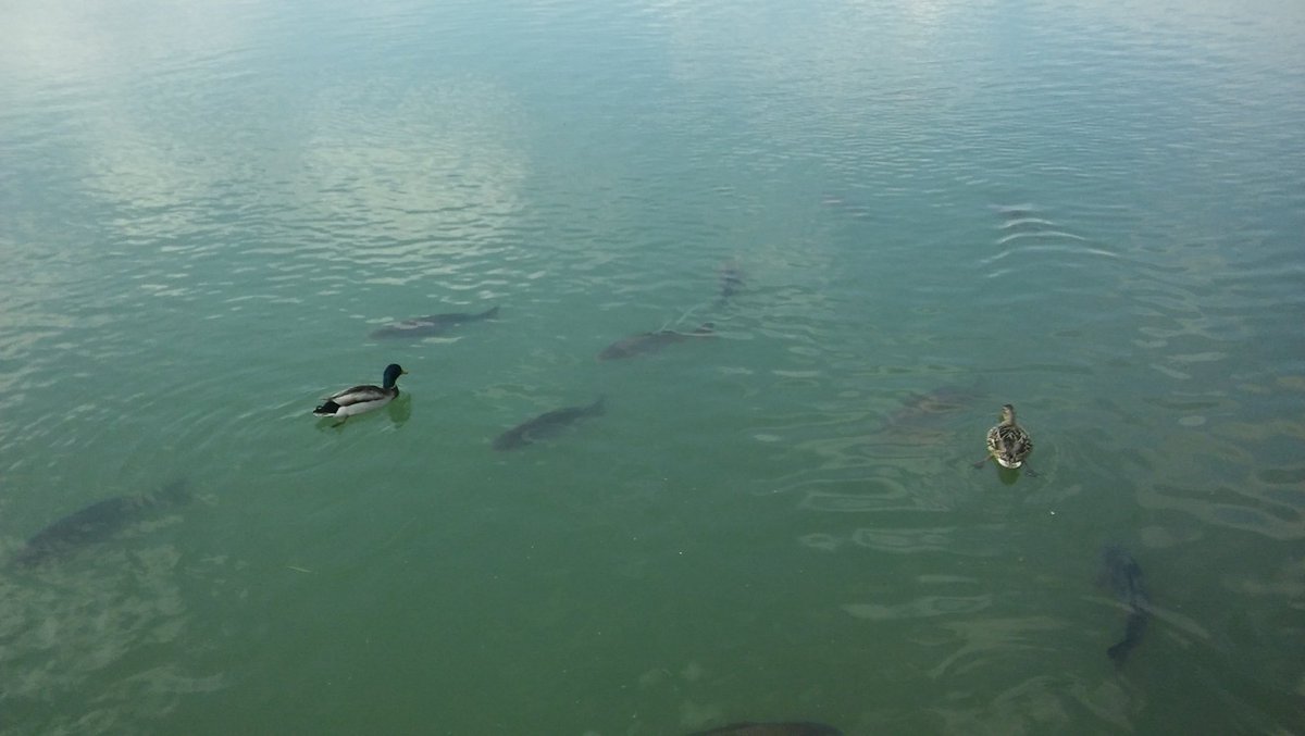 Fish fish fish! And a few ducks