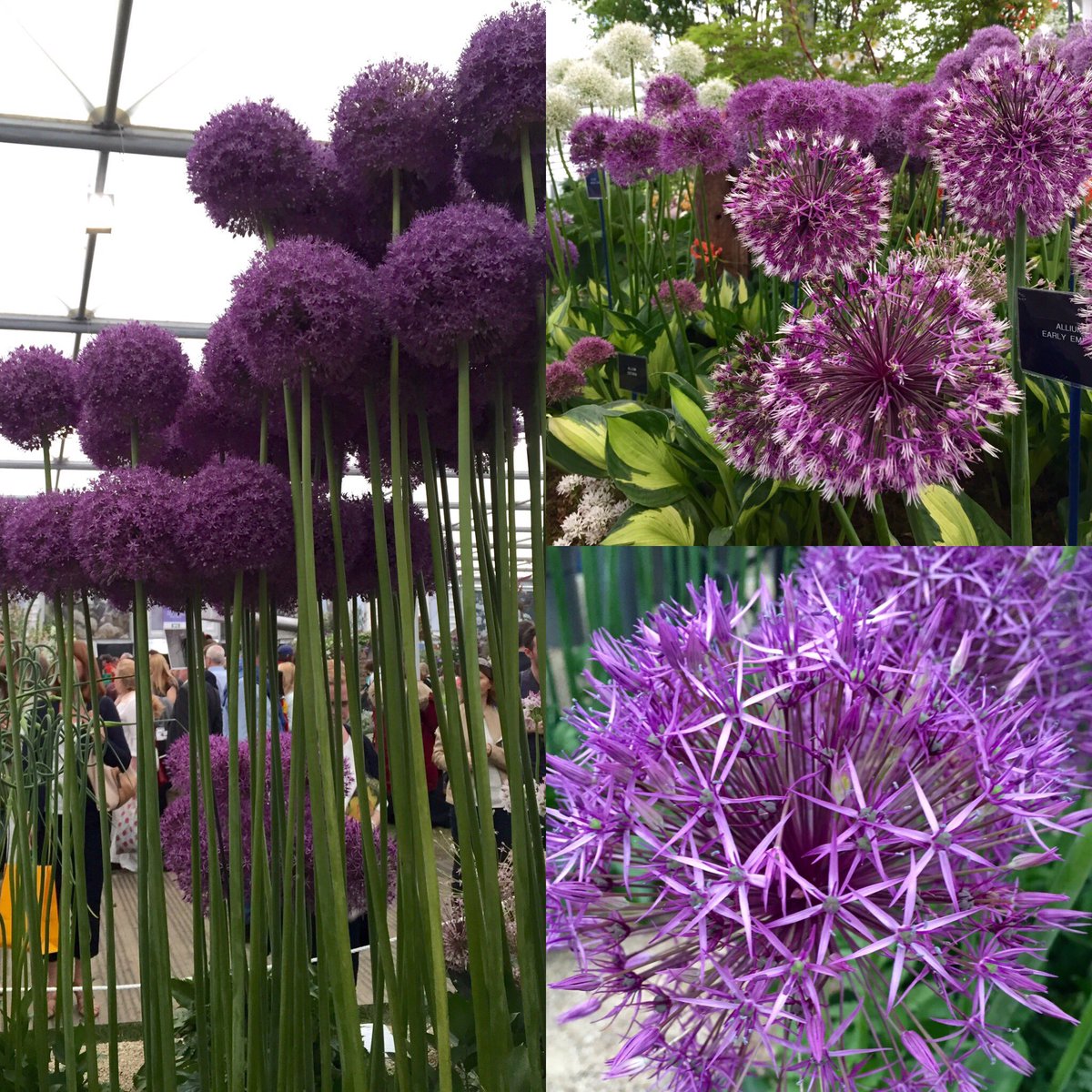 A few of my favourite things...#alliums #chelseaflowershow #beautifulnaturalworld