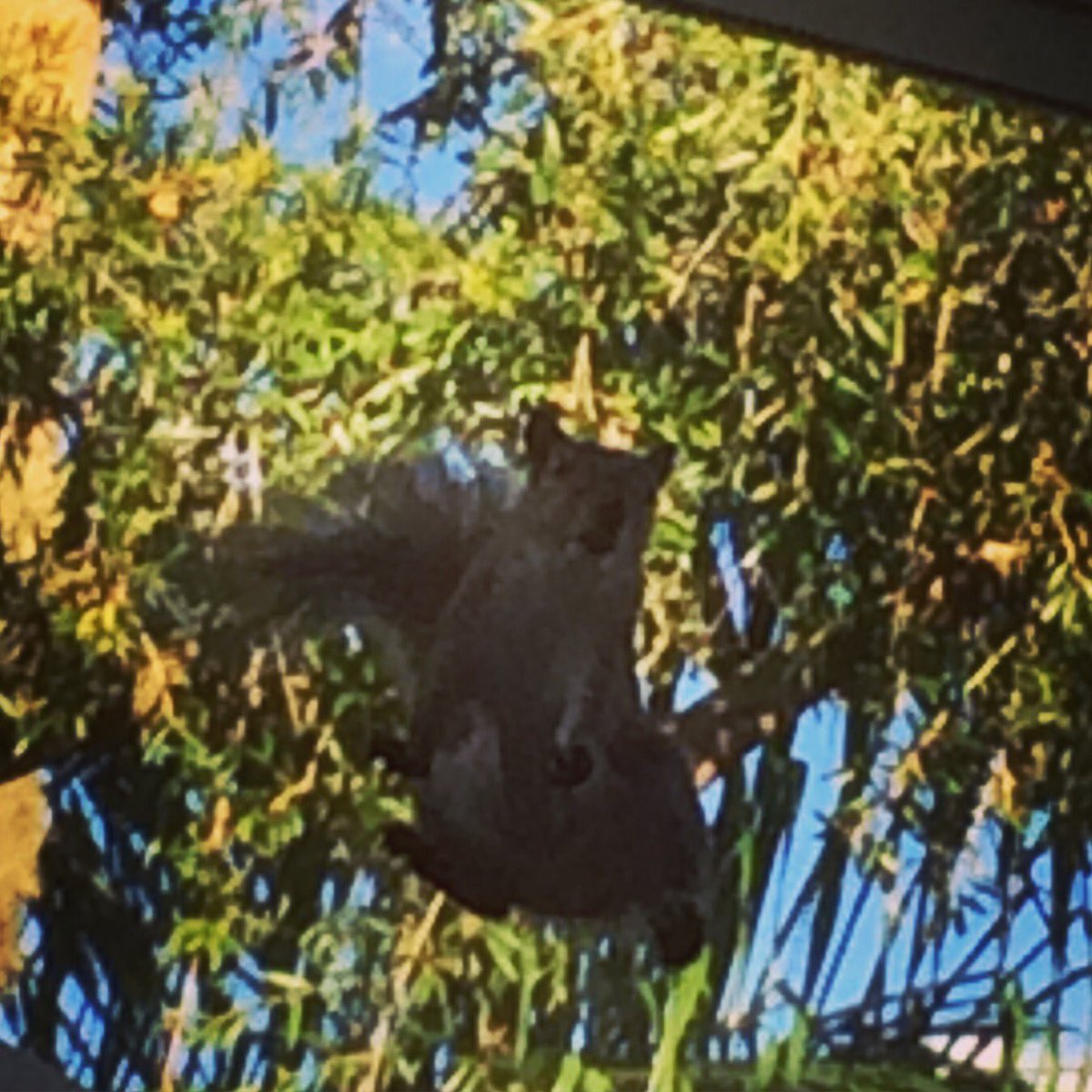 Today's #squirrel #squirrelsgonewild #searching for a #nut