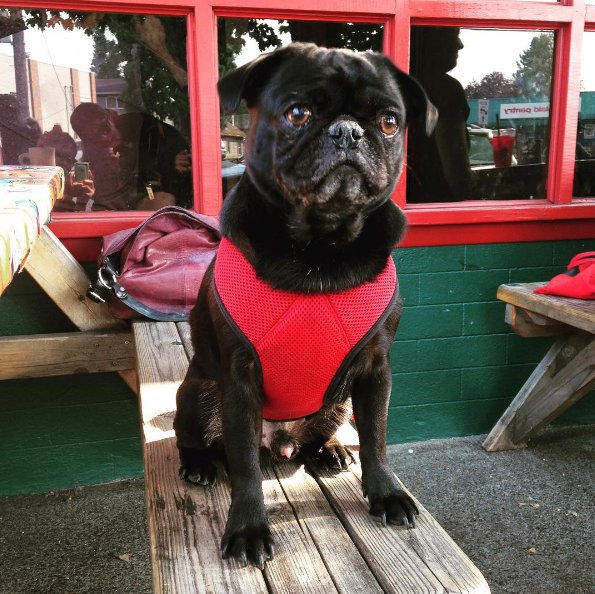 The pawfect lunch date.