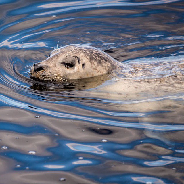 MontereyAq's tweet image. It's a beautiful day here in Monterey! We give it our seal of approval.