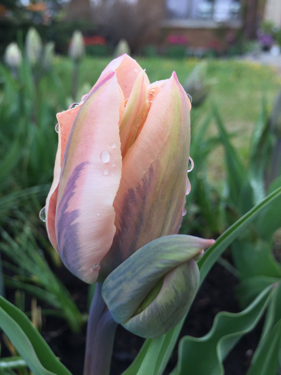 FinnsLibrary's tweet image. &apos;Sweet Love&apos; #tulips blooming beneath Finn&apos;s #LittleFreeLibrary #tbay #tulipgarden #books #rainydayreading #read