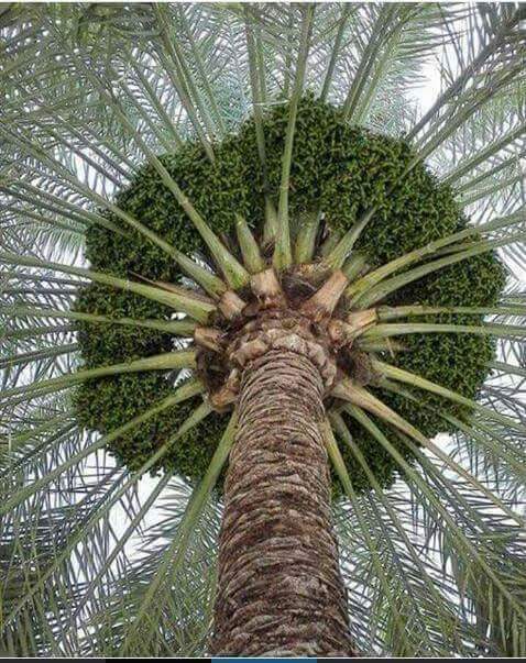 سبحان الله