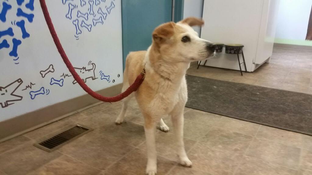 ACTSSalberta's tweet photo. Lots of happy customers so far. And, our groomers are still taking more! #YEG #actss https://t.co/Ii9PLWjPZt