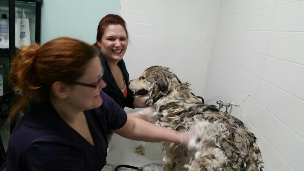 ACTSSalberta's tweet photo. Lots of happy customers so far. And, our groomers are still taking more! #YEG #actss https://t.co/Ii9PLWjPZt