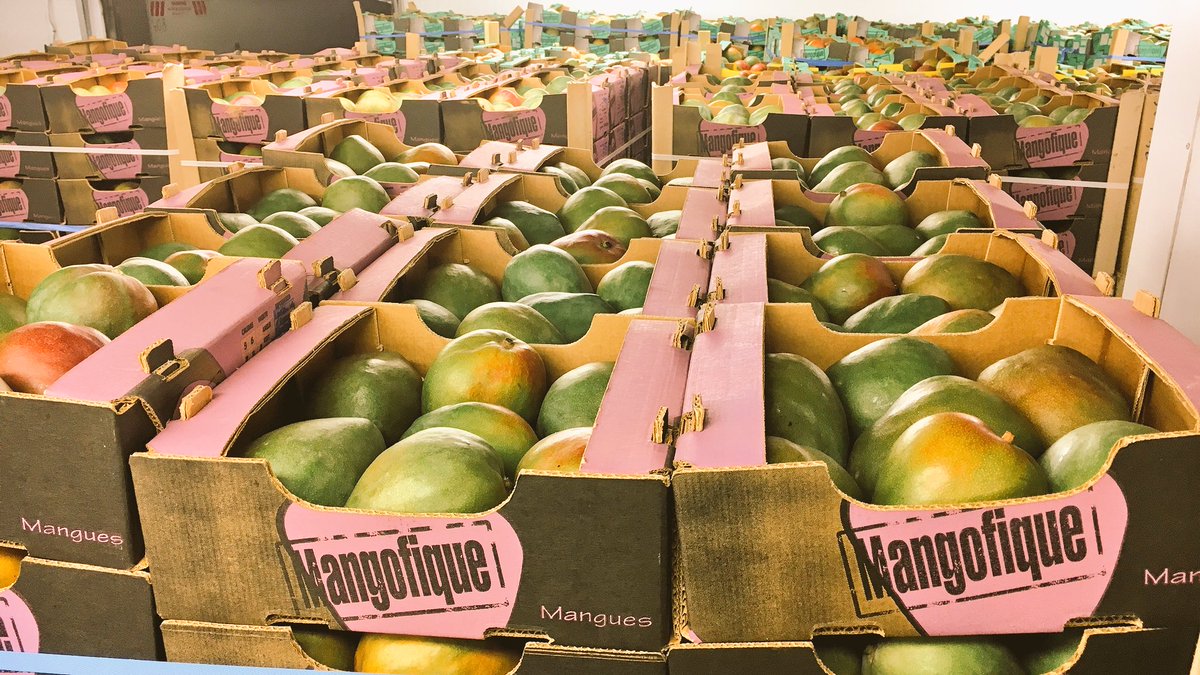 Some of our #Mali Kent arriving in the UK. #Sikasso has produced so phenomenal fruit this season.