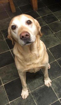DogLostUK tweet picture