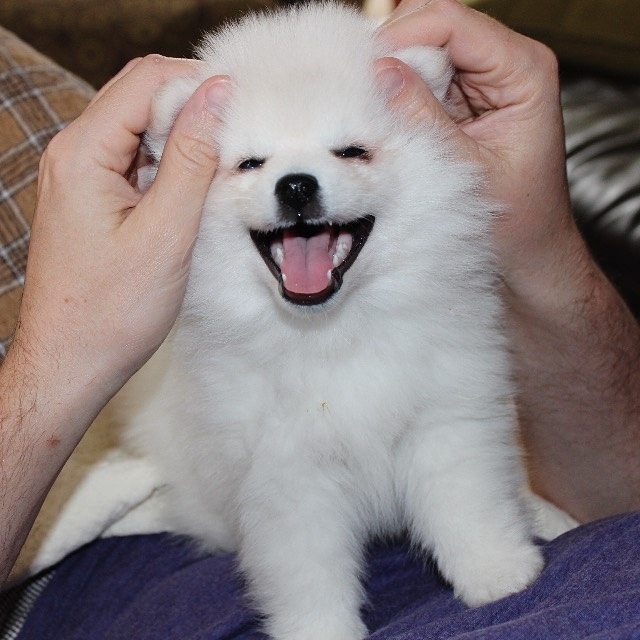 Puppy Stuff (@special_puppy) / Posts / X