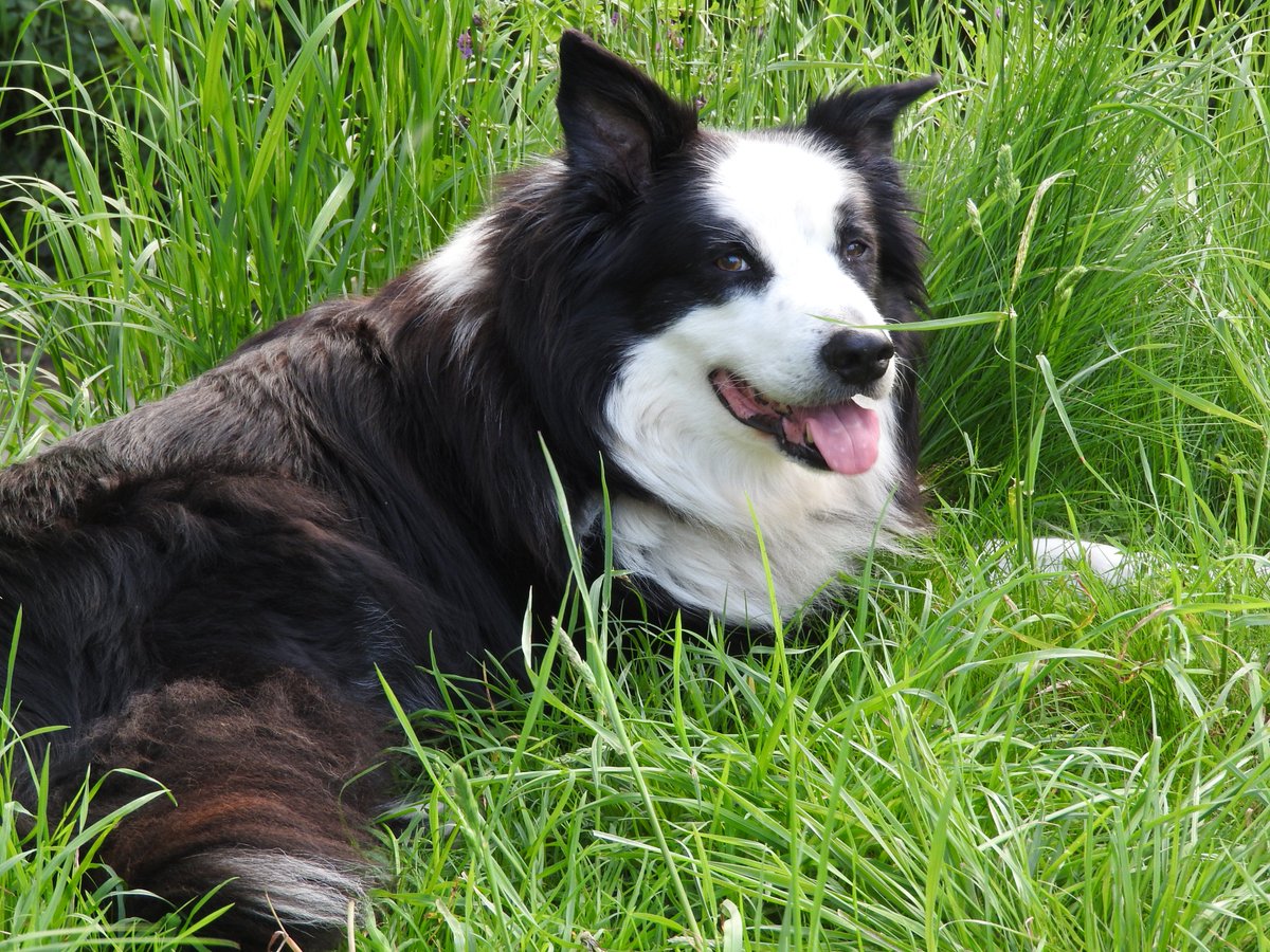 Mightychub's tweet photo. Fly went gathering #KnotsofMay this pm @BCTGB #Hawthorn looking spectacular this week in @DVMillsWHS #Derbyshire https://t.co/0ed0pJKe2f