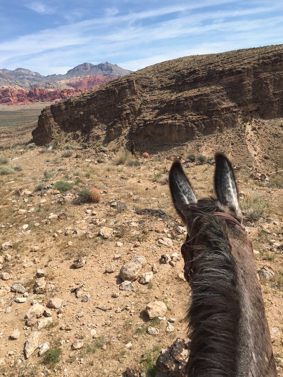 elcequestrian's tweet photo. @thewanderberry met a new friend today in Raider the mule https://t.co/XZ2yuE8alx