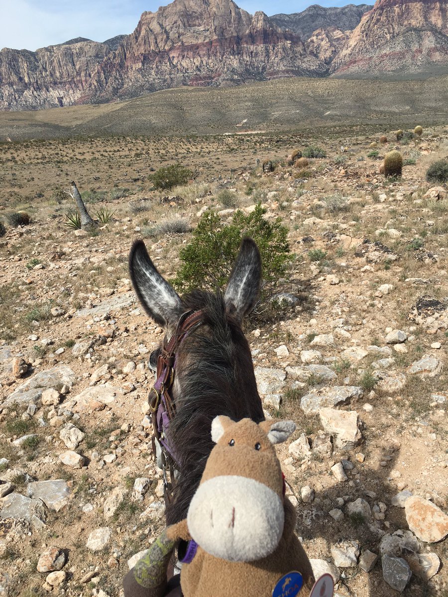 elcequestrian's tweet photo. @thewanderberry met a new friend today in Raider the mule https://t.co/XZ2yuE8alx