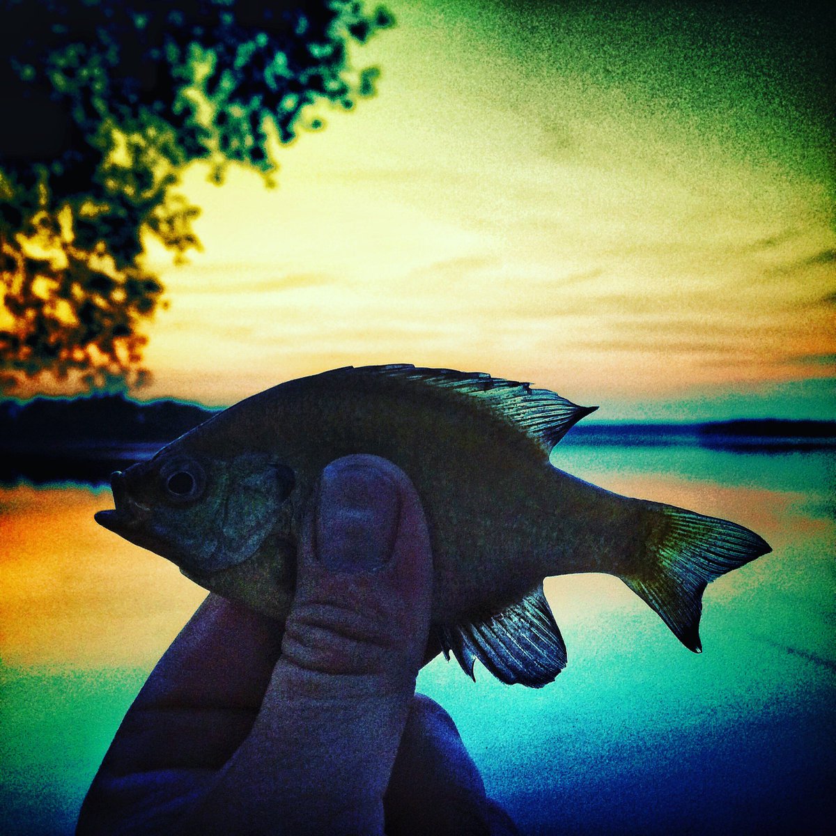 #AnglerGang #Fishing Follow on Instagram, Facebook and Snapchat <a href="/AnglerGang/">Angler Gang</a>