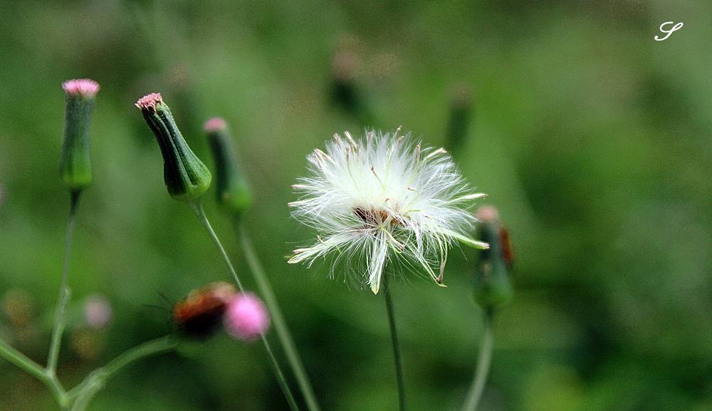JovitaBeltranJ's tweet photo. grass flower
#ac_macro #admirelight #canon600d #canon_photos #canonphotography #dslrnation #everyshots #filterra #g… https://t.co/1K4jEBSTpv