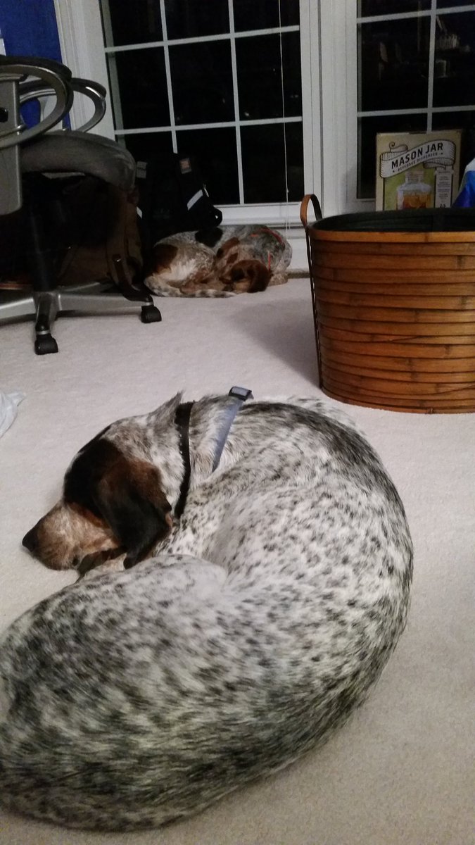 Hard to find good help anymore.My Co workers are lazy.Trying to get work done but their snoring is too loud.#coondog