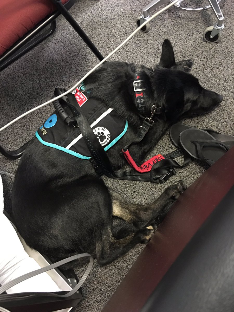 sd_benson's tweet photo. Physical therapy, Michaels, then pool and fetch. #ServiceDogLife #CraftStoreSnooze #SplishSlpashFetch https://t.co/5DS97VBXW6