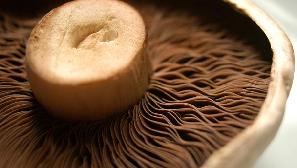 FieldGoods's tweet photo. #Mushrooms grown in the sun are one of the few non-animal foods that have vitamin D? #soakuptheportobello #andthesun https://t.co/wvgb7PWw8H