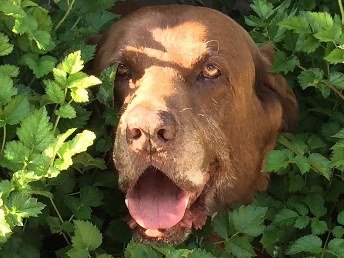 paulkaczanowicz's tweet photo. @JamesTaylor_com wish i could see my dog dublin smiling face again. Loved by many missed by all https://t.co/gvtlD1fu1i