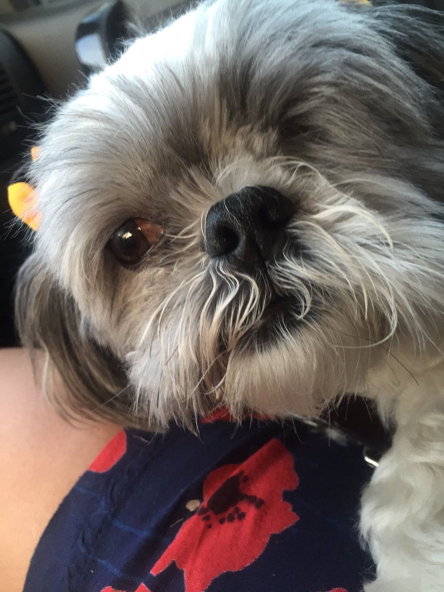 Oreo_CookieCake's tweet photo. Cookie out #ShihTzu #Adopted #ItsADogsLife @ErinBOverstreet https://t.co/RV1AIBGbsJ