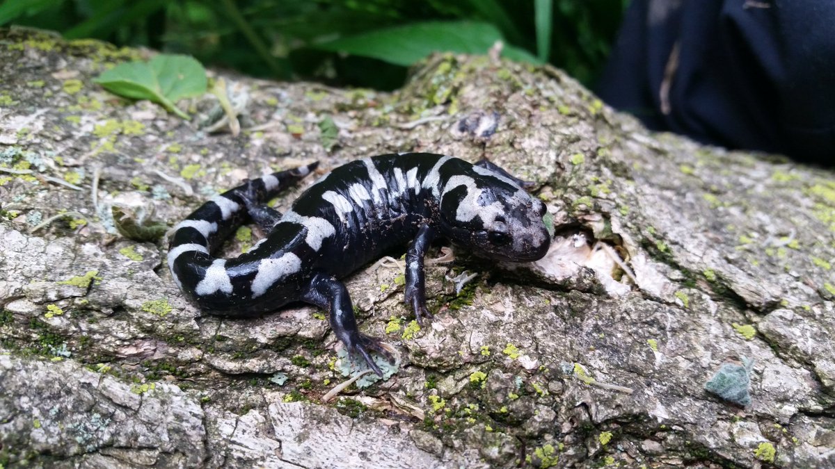 amphibs's tweet photo. We have located the Cutest Salamander in the World! #EMUherpetology https://t.co/nf3kOFh6fb