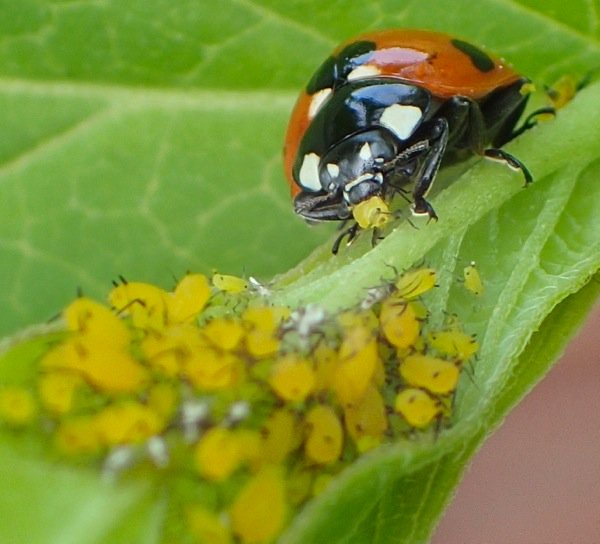 パツ子 Twitterissa そんなキョウチクトウアブラムシをモグモグしているテントウムシ 毒は大丈夫なの