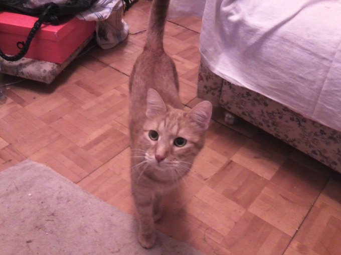 My funny cat Kesha (12, 2 years old) always has adventures in new places with me)) https://t.co/flhC