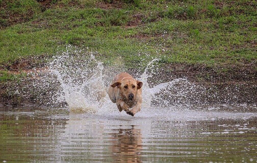 Hunts4Chocolate's tweet photo. RT: If you love #duckhunting &amp; @drakewaterfowl gear! https://t.co/TfeHmDhKbw