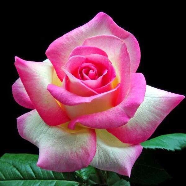 <a href="/KKokorinko/">Kokorinko Kokorinko</a> <a href="/mmjoymm_StP/">LittleRiver</a> <a href="/maype7/">✿⊱ Mayuli Peña R ✿⊱</a> @Gerie_Ooms <a href="/RobVan_Doesburg/">Rob van Doesburg</a> <a href="/lucem58/">Luce M</a> <a href="/GucciGuccin/">GUCCI〜</a> @mkeljukka