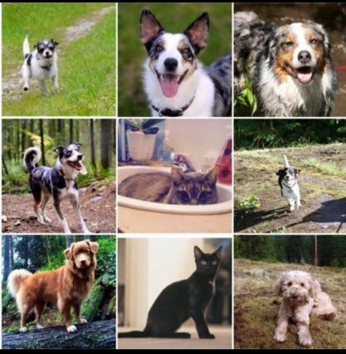 We donated to Dove during this tragic time! Pls RT &amp; donate happydogslegacy.com #LoveForDove <a href="/lanaparrilla/">Lana Parrilla</a> 🙏🏻❤️