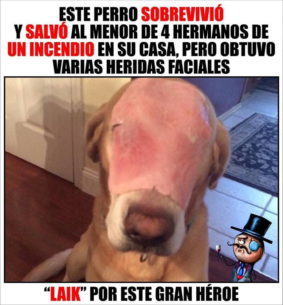 Ayudemos a este pobre #Perrito #Enfermo https://t.co/Kg8ymyCAZI, image size:950x1024