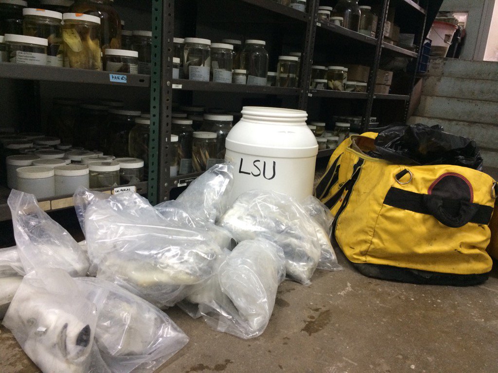 FishnandoAlda's tweet photo. Bagging all these (fish) bodies makes me feel a bit like Dexter. The end of #PanFish2016 https://t.co/FzTsPBCoIB