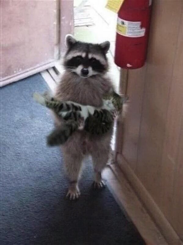 Excuse me, I found your kitten outside
