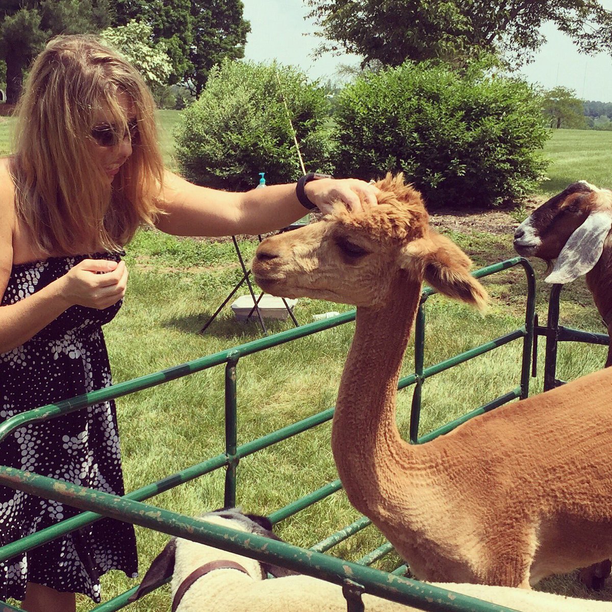 Harrison5thGrd's tweet photo. Al, my new alpaca friend. 😍 https://t.co/CK3kGxbV89
