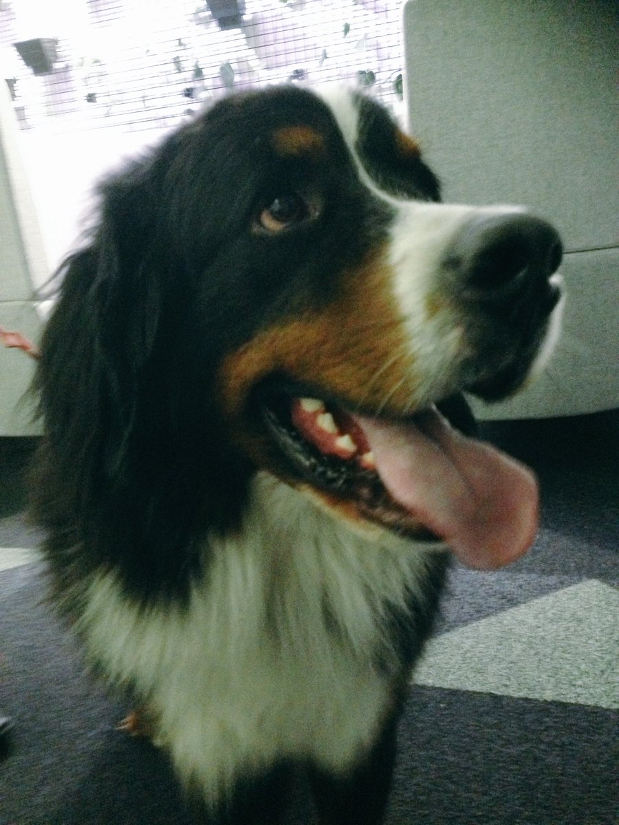 dinosaurtoast's tweet photo. @RockosDogFood #rocko a very special guest @swwlg !!! ❤️🐶 #swwlg #doglife #gogetsome #dogfood https://t.co/XFvexWhr2Z