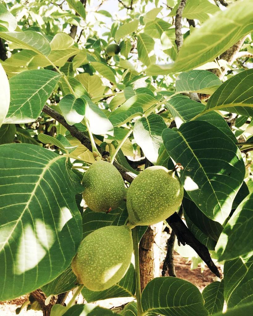 ourjordan's tweet photo. by @mrskatehaddad Walnut tree 🌿 it's amazing to see the nature in the process of creating … https://t.co/0EhqEUQNXZ https://t.co/W3gQVclJay