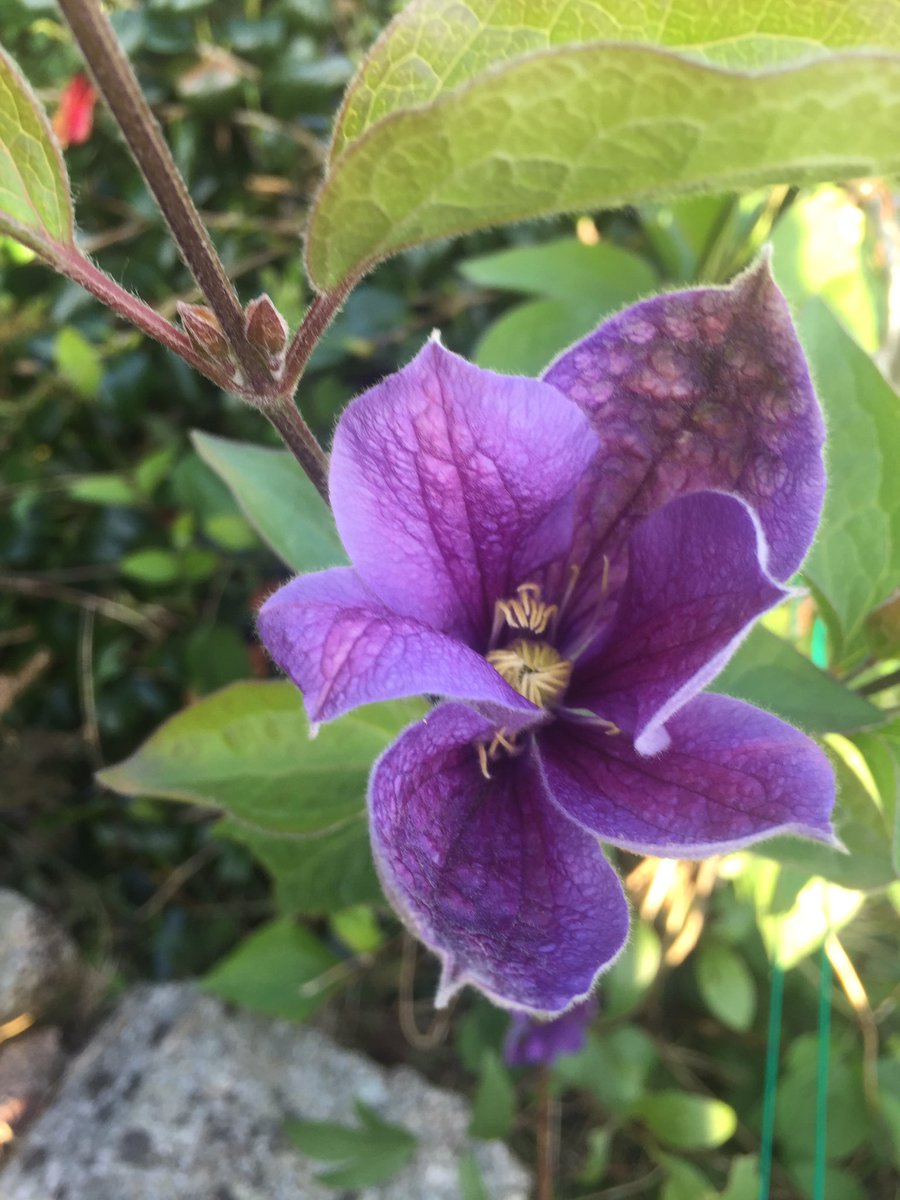 Bird song, scent, warmth, colour: experience it all in our #EskdaleArt open gardens, today <a href="/LakesVisitor/">Lakes Visitor</a>