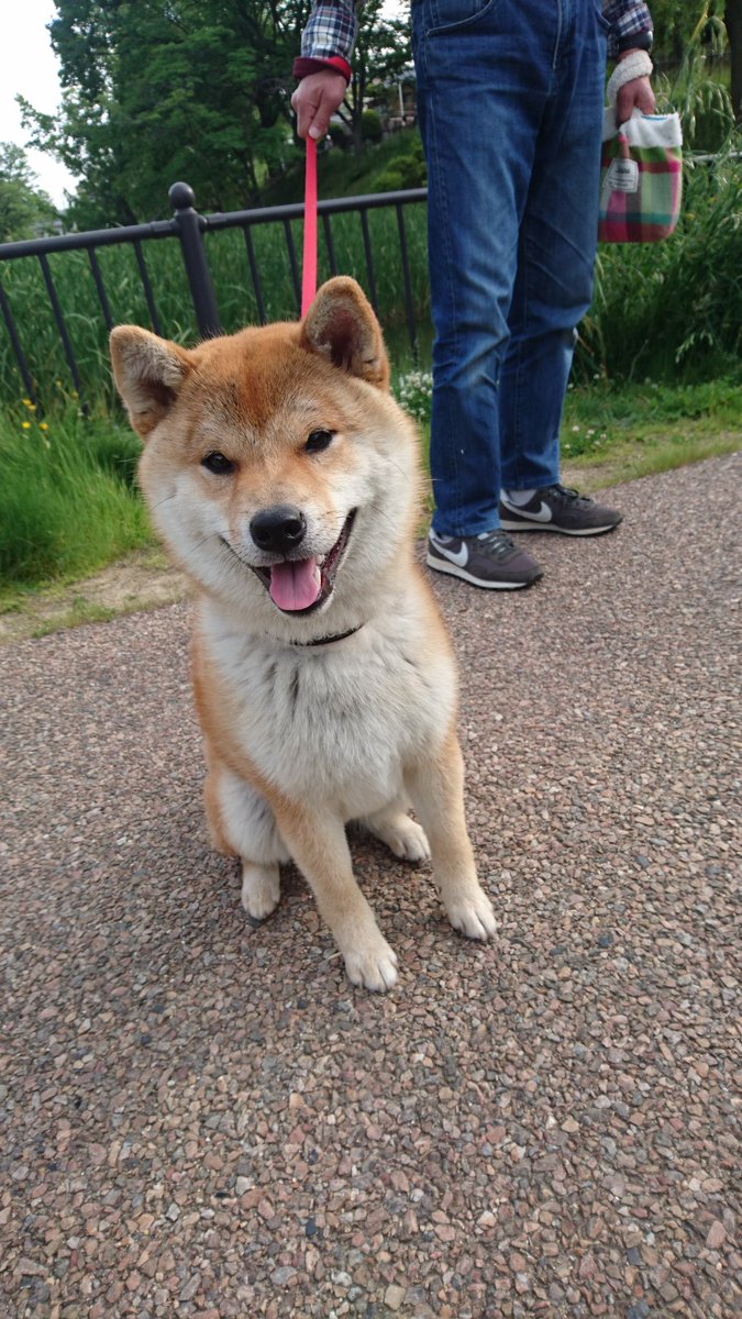 やっぱり犬も好き やっぱり犬も好き