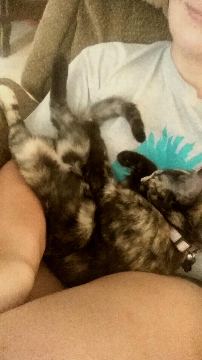 pathofanimals's tweet image. We adopted this little cutie Thursday. I'd say she's adjusting well.