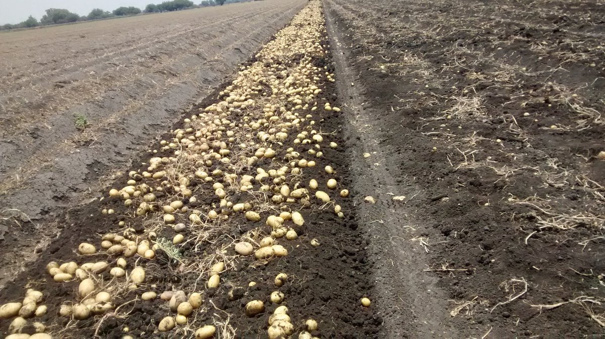 Papas el testigo 46 ton/ha y con EcoTk 53 Ton/ha