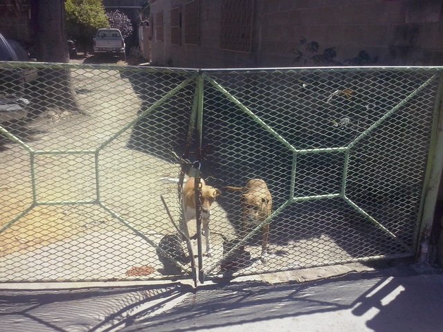 Canal Animal tweet media