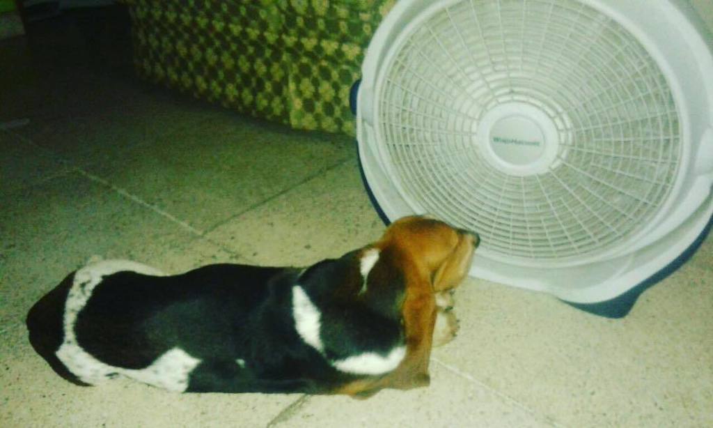 Tin_C_Astro's tweet photo. Con mucho calor..☀️ So hot..☀️ #bassethound #basset #bassethoundsofinstagram #bassetlove #bassetsofinstagram #sabue… https://t.co/rLQ07YEftZ